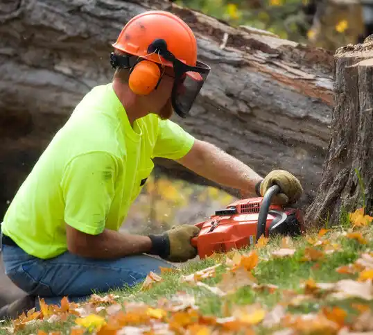 tree services Morton